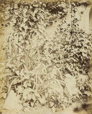 Vordergrundstudie: Gartengewächse: Gartenschilf mit Winden, Rosen etc.