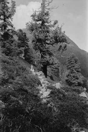 Baum : Alter knorriger Baum am Wegesrand.