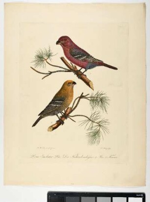 Loxia Enudeator. Lin. Der Fichtenkernbeißer. 1. Mas. 2. Fem. - Kernbeisser. Coccothraustes coccothraustes. Männchen. Weibchen. - Zeichner: Johann Mathias Hergenröder; Stecher: Johann Carl Bock