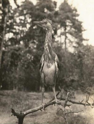 Weißkollm. Graureiher (Ardea cinerea). Jungvogel