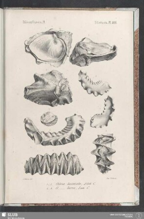 Pl. 486