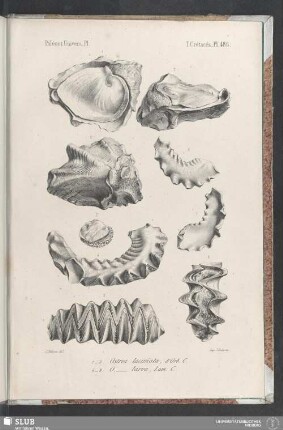 Pl. 486