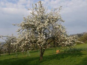Sorte: Clapps Liebling - Baum 65