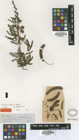 Mimosa andina Benth. [isotype]