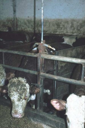 Fotografie: Fütterung, Futtervorlage, Fressbereich, Fressgitter, Bullenmast, Nippeltränke