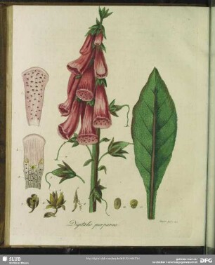 Digitalis Pupurea. Rother Fingerhut