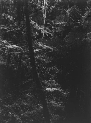 Dichter Wald : Dichter Wald