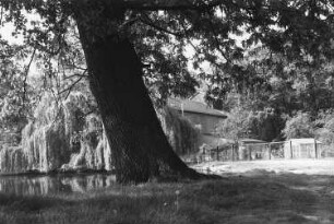 Lindenau. Blick vom Rande des Kalmusteiches zum Mühlengrundstück am Schloßpark
