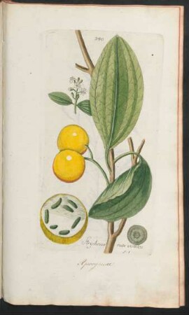 340. Strychnos nux vomica
