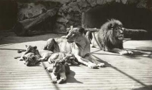 Dresden. Zoologischer Garten. Löwenfamilie Pascha (Panthera leo)