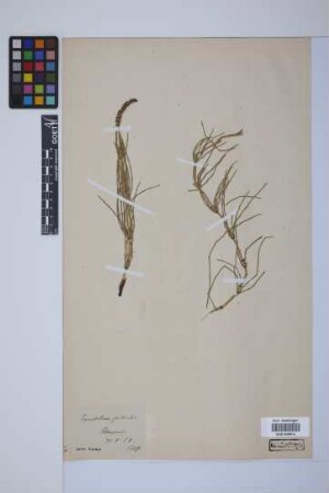 Equisetum palustre L.
