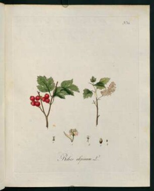 Ribes alpinum L.