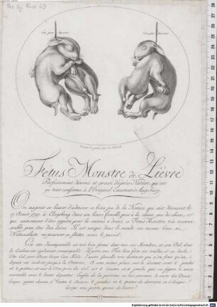 Fétus Monstre de Lièvre : Parfaitement déssiné et gravé d'après Nature, qui est en tout conforme à l'Original Existant à Augsburg.