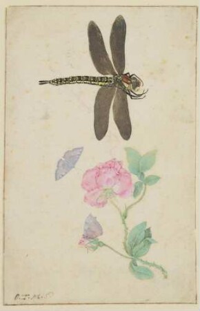 Eine Rose, zwei Schmetterlinge und eine Libelle