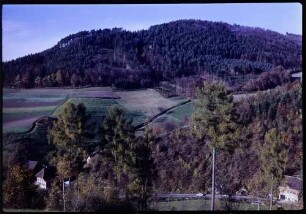 Schweighausen: Herbstwald bei Schweighausen