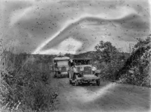 Heuschreckenschwarm : Automobile in einem Heuschreckenschwarm
