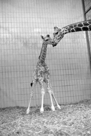 Nachwuchs bei den Giraffen im Karlsruher Zoo