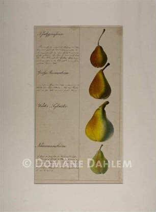 Tuschzeichnung "Birnen"