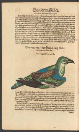 Von dem vogel so bey Straaßburg Roller genennt wirt. Garrulus.
