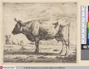 [Zwei Kühe und ein Schaf; Two Cows and a Sheep]
