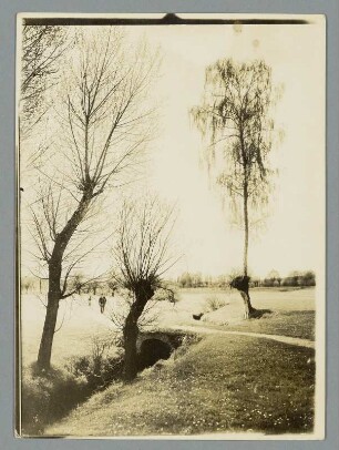 Birke auf Weide am Wiesenbächlein