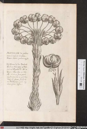 [Lilien]