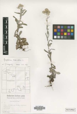 Gnaphalium