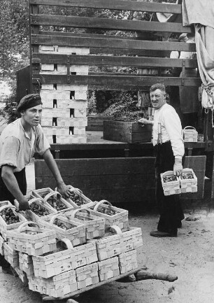 Vierlande. Hamburg. LKW wird mit Erdbeeren für den Hamburger Markt beladen; 1934