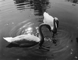 Tiere. Schwanenpaar
