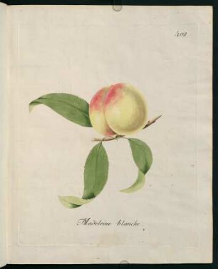 Madeleine blanche