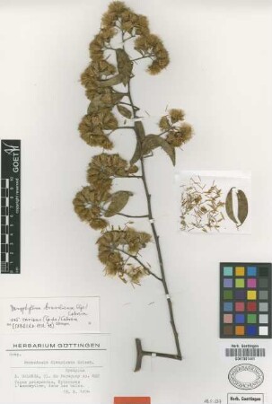 Barnadesia divaricata Griseb. [syntype]