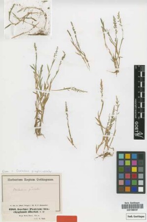 Panicum brachyglume Hochst. ex Steud. [isotype]