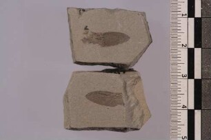 Rüsselkäfer (Hylobius abietis)