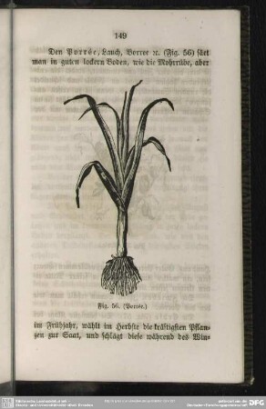 Fig. 56. (Porrée)