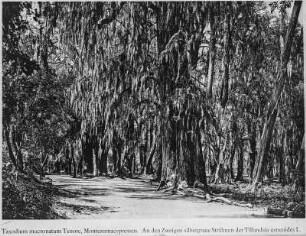 Zypressenallee : Allee mit mexikanischen Sumpfzypressen im Park von Chapultepec