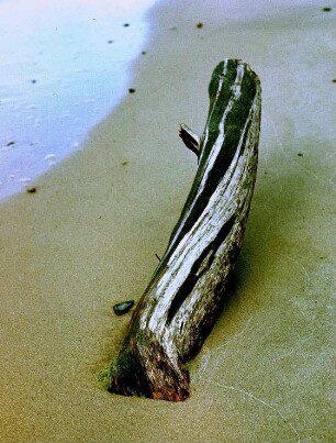 Ahrenshoop. Treibholz im Sandstrand