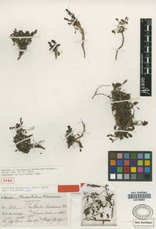Phyllactis mandoniana Wedd. [syntype]