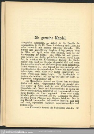 Die gemeine Mandel