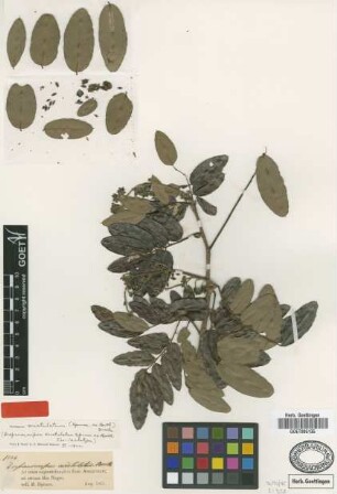 Drepanocarpus aristulatus Spruce ex Benth. [isolectotype]