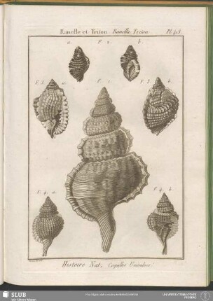 Pl. 413. Ranelle et Triton. Ranella. Triton