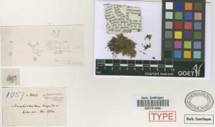 Amphiolanthus bryoides Griseb.[holotype]