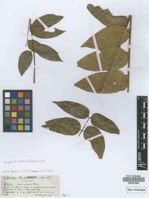 Cedrela brasiliensis Juss.