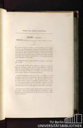 Traité des arbres fruitiers. Poire azerole. Pyrus pollveria, fructu parvo, turbinato, cartilaginibus loculorum carente.