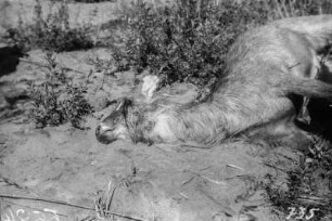 Kadaver : Tierkadaver in einer Landschaft