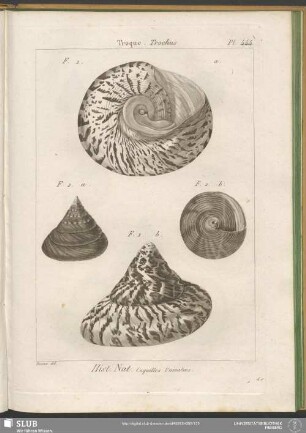Pl. 444. Troque. Trochus