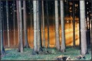 Waldstück mit goldenen Sonnenstrahlen (Prämiertes Foto)