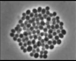 Staphylococcus aureus (syn: Micrococcus pyogenes) - Vermehrung und Kolonienbildung