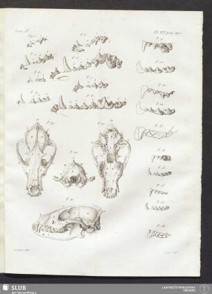 Pl. XVI. pag. 290