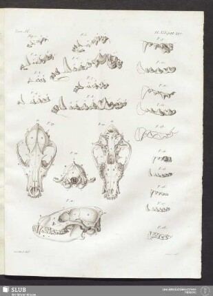 Pl. XVI. pag. 290