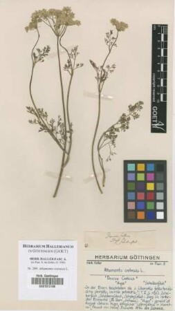 Athamanta cretensis L.